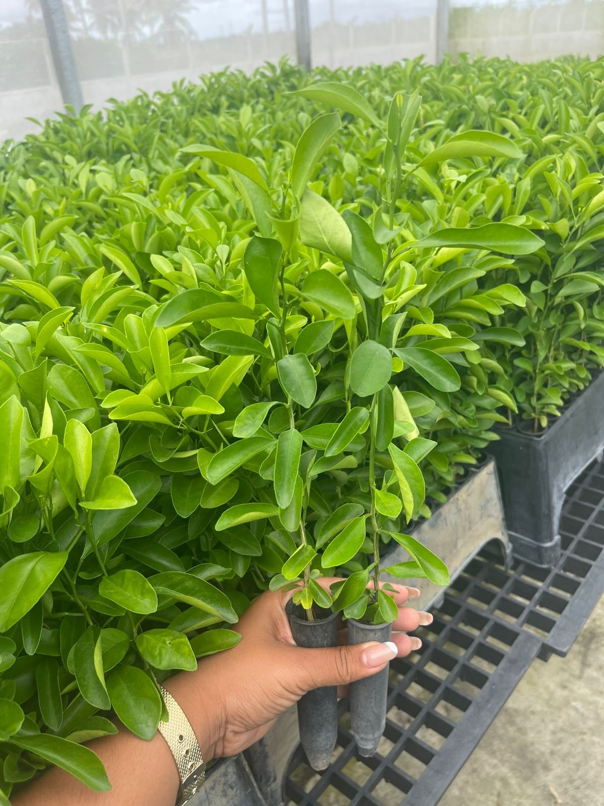 Porta Enxerto Sunk Tropical